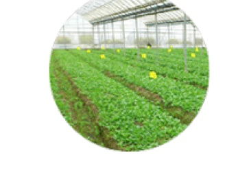 農產品質量安全追溯系統在深圳網站建設推廣中的關鍵作用——以食用油為例